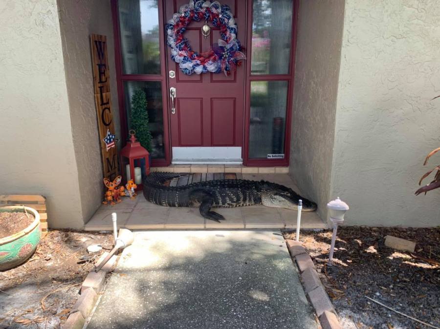 Alligator at front door! Seriously:' Gator with missing limbs removed from Tampa home | WFLA