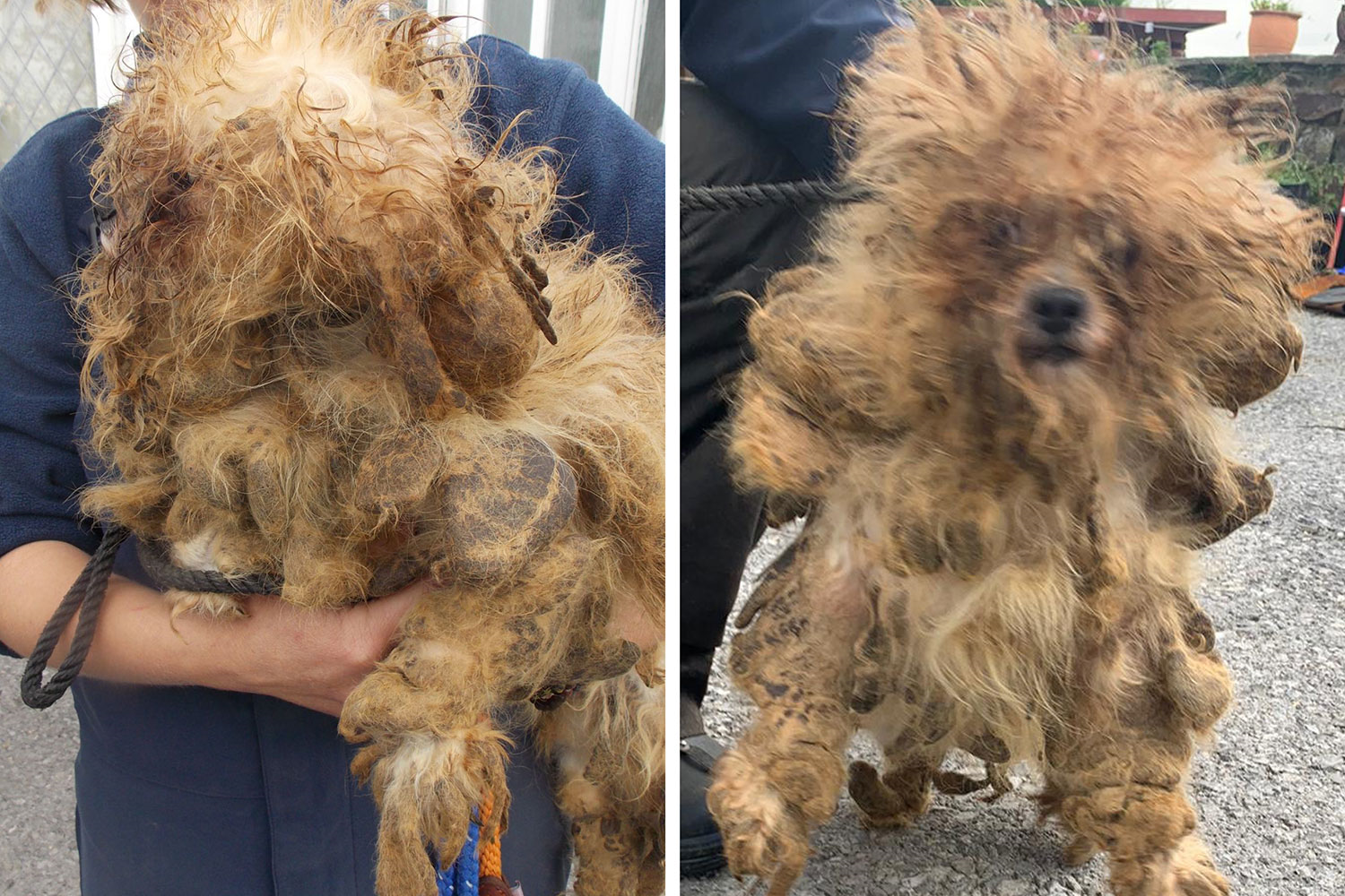 Ruby the day she was rescued (Photo: NationalWorld/RSPCA Cymru)