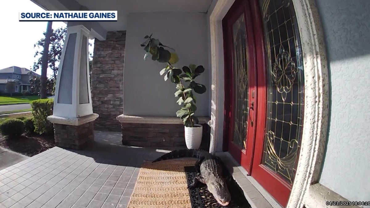 Alligator seen 'knocking' on door in Florida | Fox News