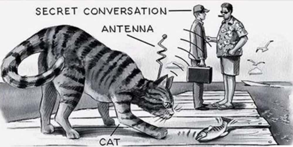 Project Acoustic Kitty: The CIA's $20 Million Failed Attempt to Turn Cats  into Spies | by Avery de Wolfe | Exploring Echoes | Medium
