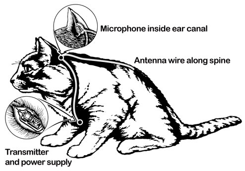 The Cat's out of the Bag, So Declassify it Already – UNREDACTED: The  National Security Archive Blog