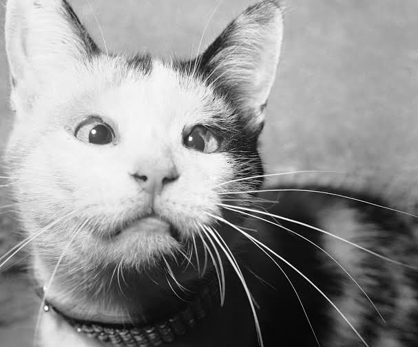 How the CIA tried to train cats to spy on the Russians: the strange, true  story of Acoustic Kitty - oregonlive.com