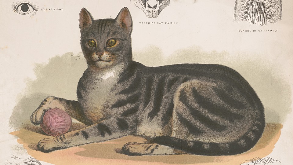 Acoustic Kitty, an American Spy - The Atlantic