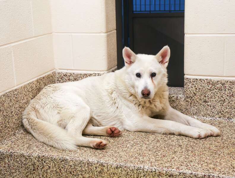 Một chú chó husky trắng với đôi tai nhọn đang ngồi trong một trại cứu hộ.