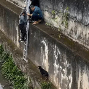 A Black Dog Kept Circling the Bottom of a Concrete Canal — Then Three Men Looked Over the Edge