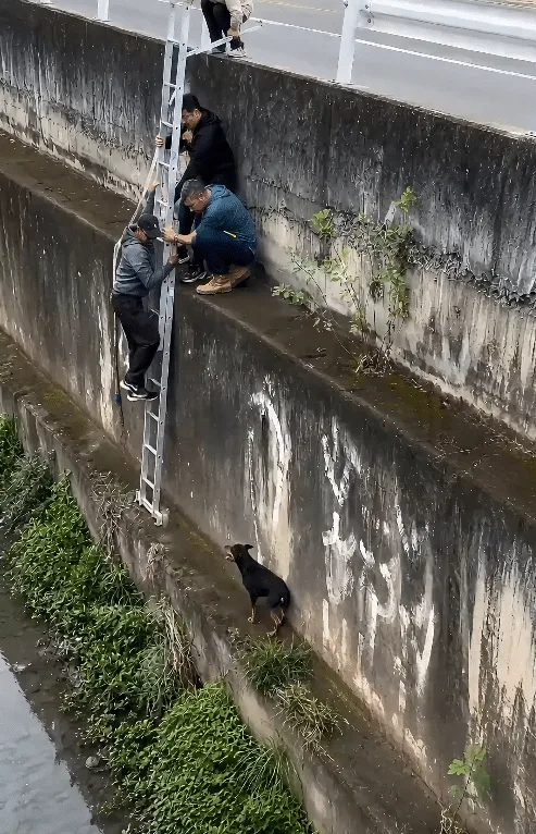 A Black Dog Kept Circling the Bottom of a Concrete Canal — Then Three Men Looked Over the Edge
