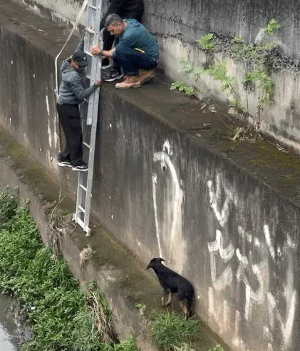 Rescuer holding a calm black dog in his arms after climbing down a ladder into the canal
