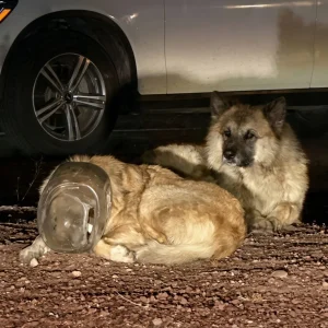 A Blind Stray Ran From Help With Plastic Locked on His Head — Then Came the Moment Nobody Expected