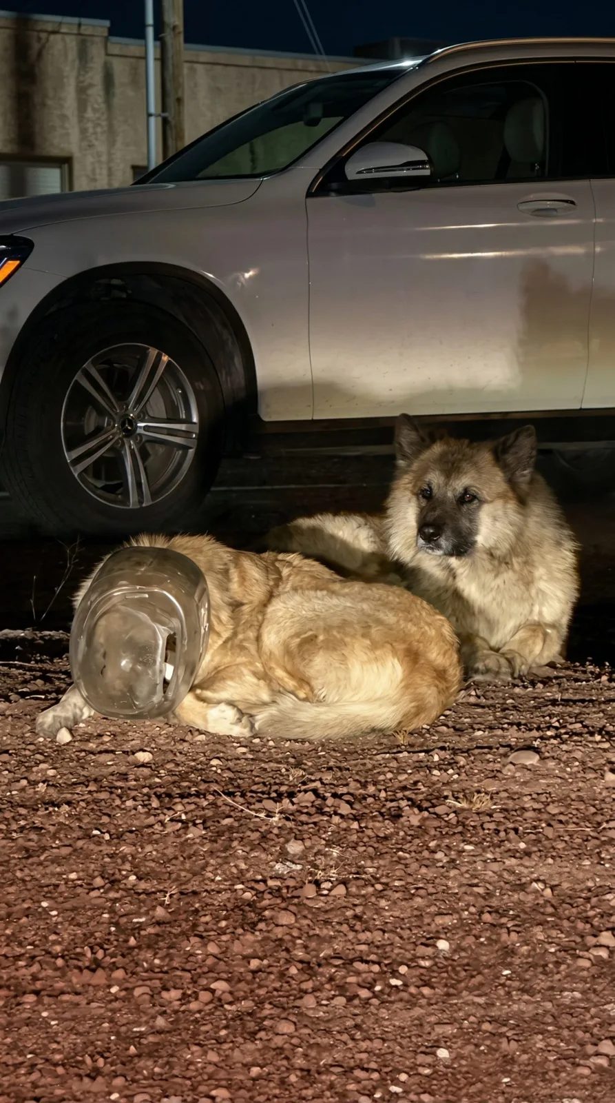 A Blind Stray Ran From Help With Plastic Locked on His Head — Then Came the Moment Nobody Expected