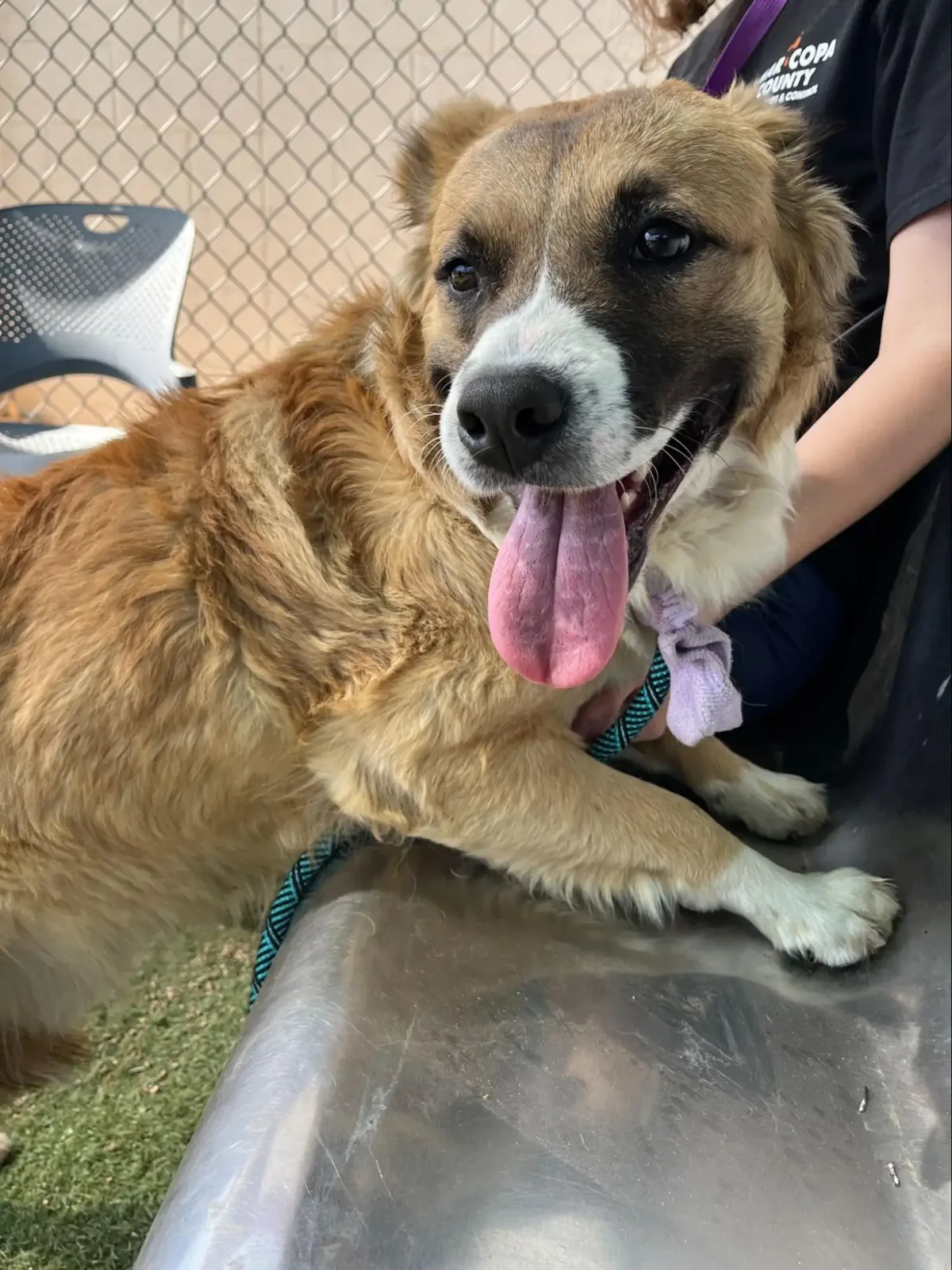 The dog with the plastic container still on his head after the officer secured him in a fenced backyard