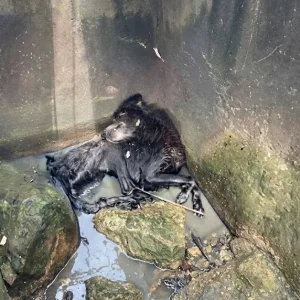 A Boy Spotted Two Eyes Staring Up From a Sewer — What Rescuers Found Tied Below Was Bruno