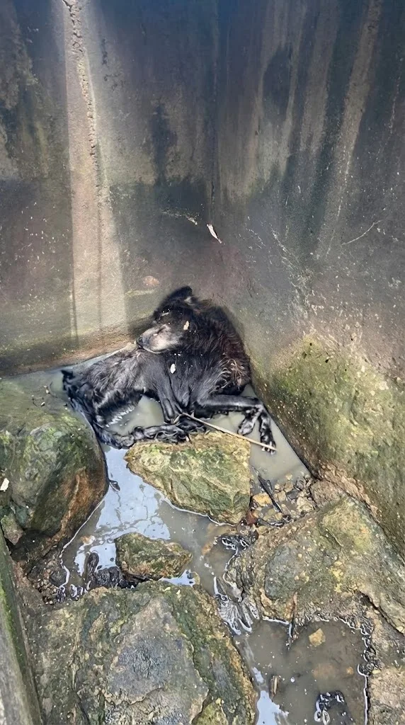 A Boy Spotted Two Eyes Staring Up From a Sewer — What Rescuers Found Tied Below Was Bruno