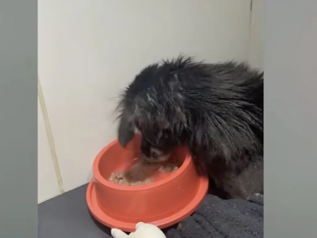 Bruno during his recovery, standing and walking with growing strength after the rescue