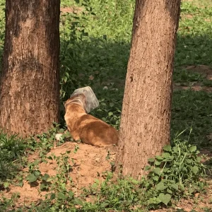 A Brown Dog Wandered a Field With His Head Locked in a Plastic Container — Then a Rescuer Raised a Net