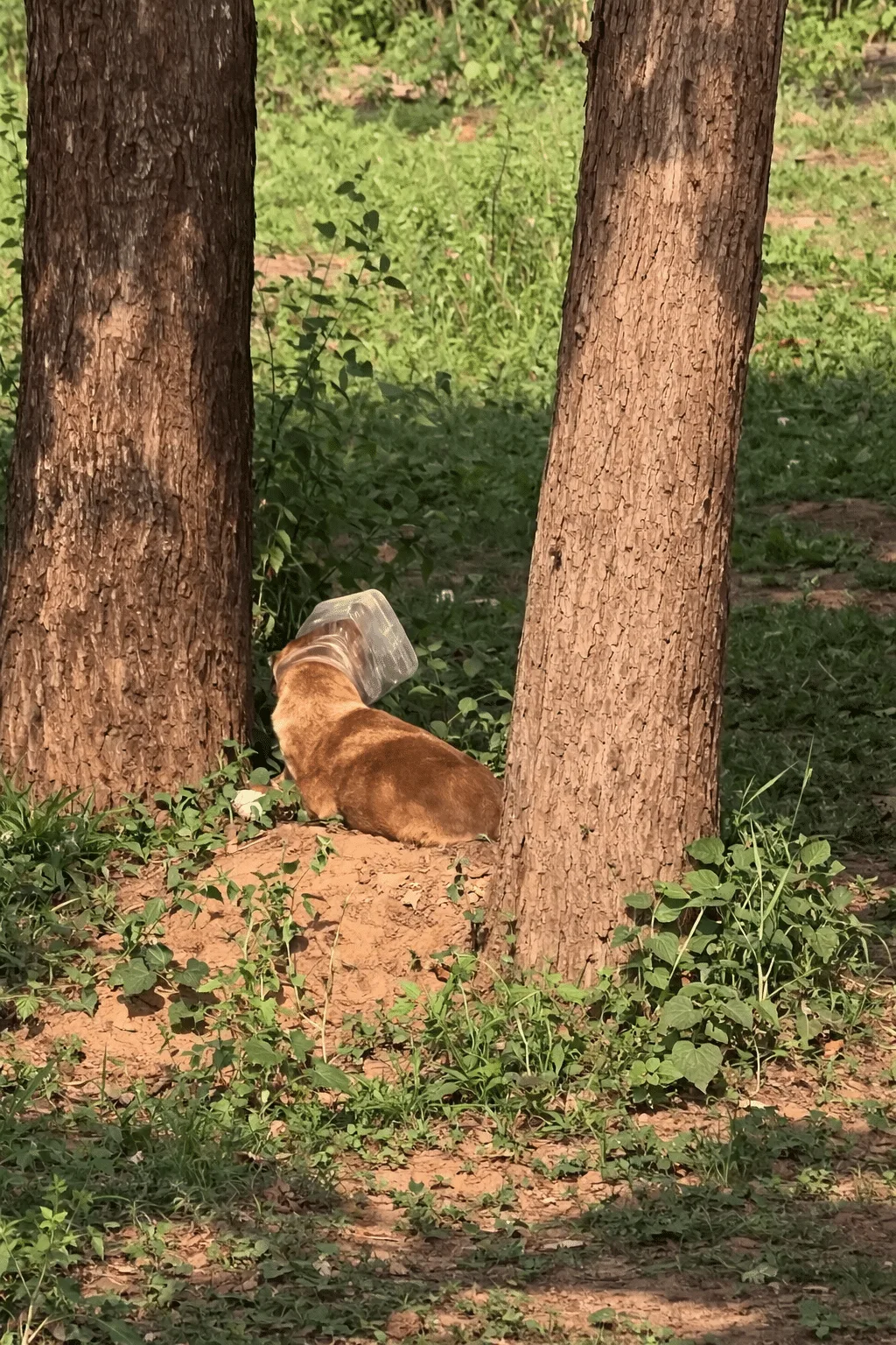 A Brown Dog Wandered a Field With His Head Locked in a Plastic Container — Then a Rescuer Raised a Net