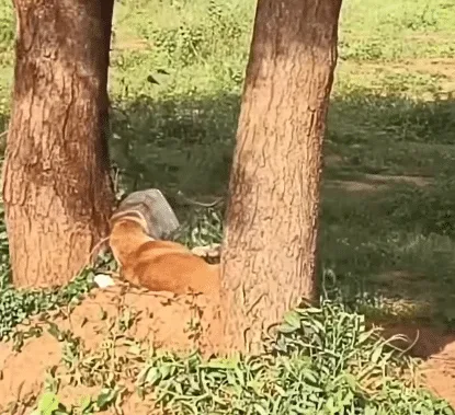 Rescuer carefully cutting a hard plastic container from the head of a netted brown dog