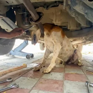 A Dog Chased a Cat and Got His Head Stuck in a Car's Exhaust Pipe — Rescuers Took the Car Apart