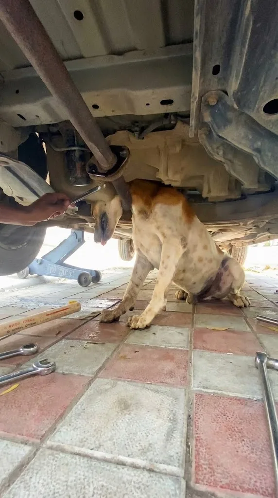 A Dog Chased a Cat and Got His Head Stuck in a Car's Exhaust Pipe — Rescuers Took the Car Apart
