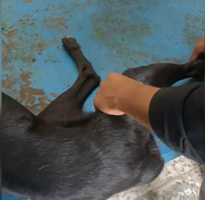 A recovering dog rests on soft blankets under the care of the rescue team