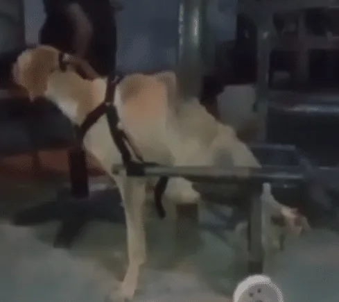 A rescued dog resting comfortably indoors on soft bedding, looking calm and cared for