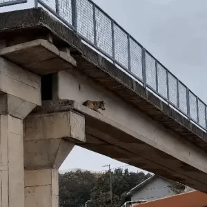 A Dog Stood Frozen on a Narrow Ledge Under a Busy Bridge While Another Kept Watch From Above