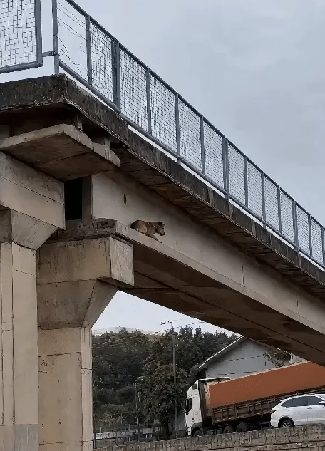 A Dog Stood Frozen on a Narrow Ledge Under a Busy Bridge While Another Kept Watch From Above