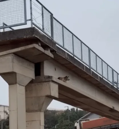 Rescuer on a ladder placing a safety harness on a dog stuck on a bridge ledge