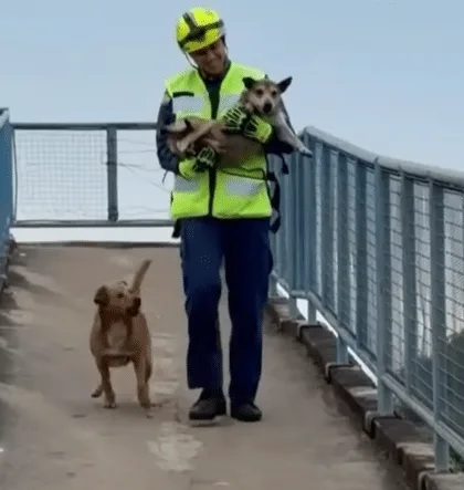Two dogs happily reunited on top of a bridge after a rescue