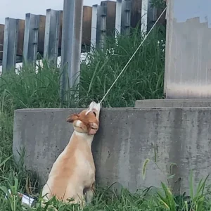 A Driver Spotted Something Near the I-70 Overpass — It Was a 16-Year-Old Dog Named Max