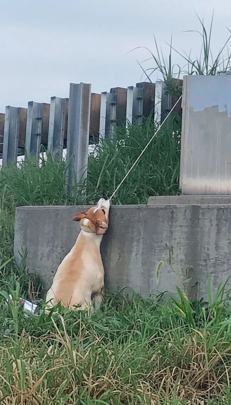 A Driver Spotted Something Near the I-70 Overpass — It Was a 16-Year-Old Dog Named Max