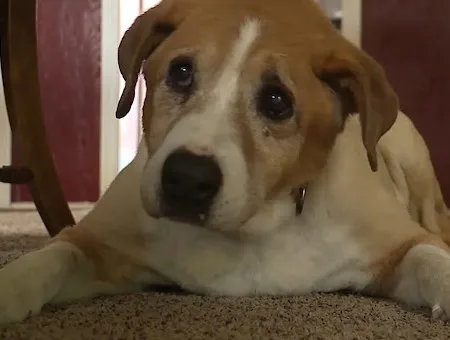 An elderly dog resting close to his owner after being found, with a visible mark around his neck