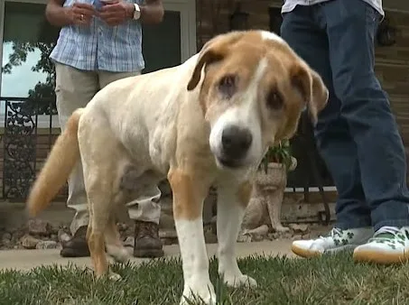 The owner and the stranger who stopped to help standing together beside the senior dog after the rescue
