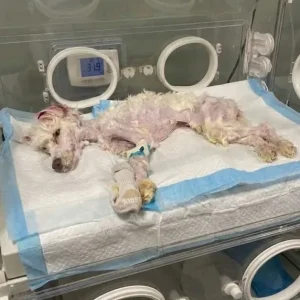 A Faint Trace of Pink in the Tall Grass Led a Farmer to a Caged Puppy Left Behind