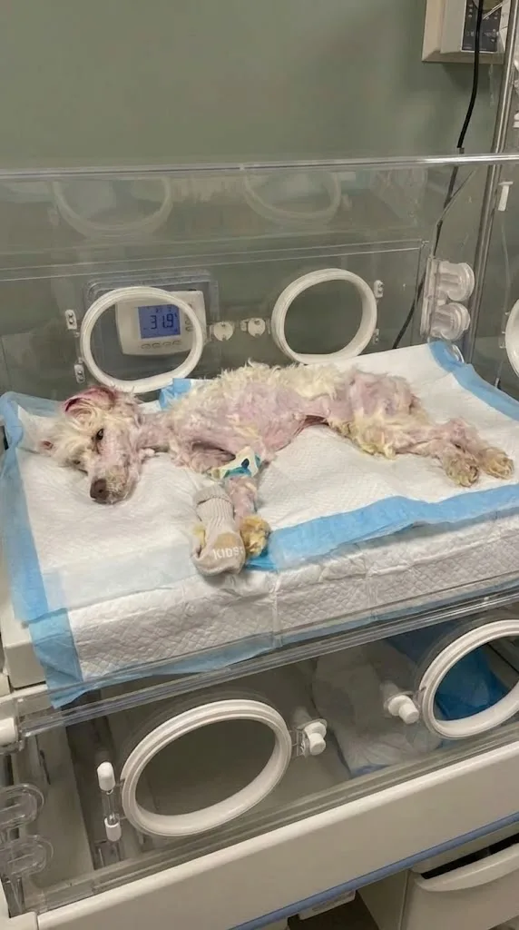A Faint Trace of Pink in the Tall Grass Led a Farmer to a Caged Puppy Left Behind
