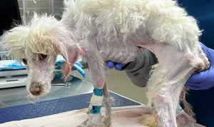 A recovering puppy resting in a veterinary clinic as she regains strength