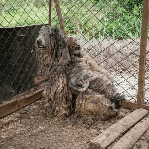 A Giant Poodle Hid Beneath Years Of Matted Fur — And When His Cage Door Opened, He Didn't Run