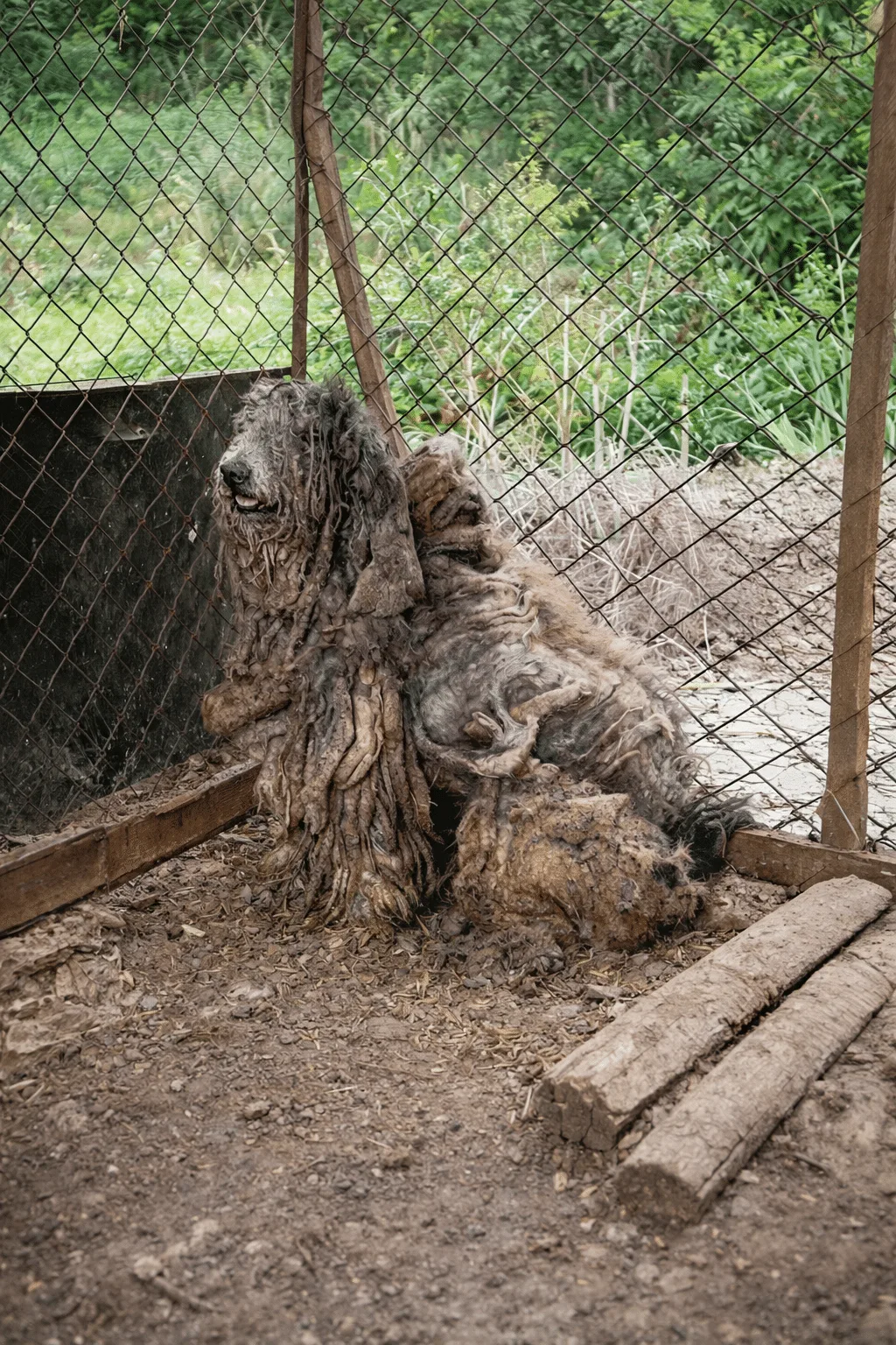 A Giant Poodle Spent Years Locked in a Rusty Cage — Then One Gentle Hand Reached Through the Door