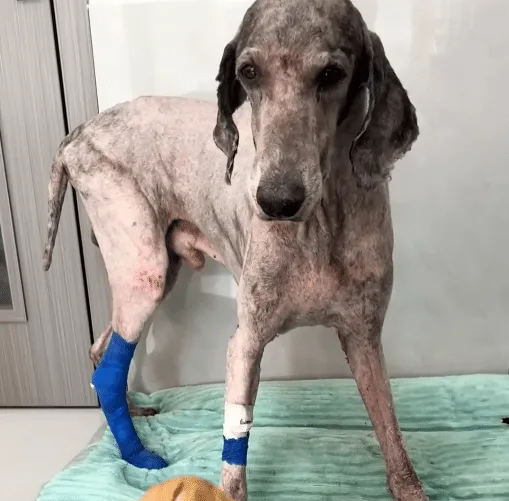 A recovering Giant Poodle resting calmly beside its caregiver as it begins to trust again