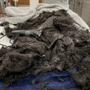 A Golden Doodle Was Left on a Clinic Table at Just 12 Pounds — Then a Rescue Team Got the Call