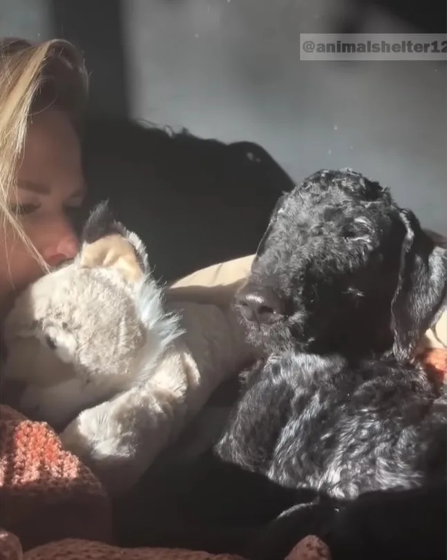 Violet the Golden Doodle being examined by a veterinarian during treatment for a respiratory infection