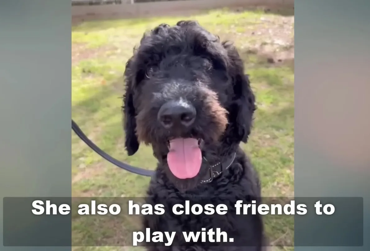 Violet the Golden Doodle healthy and active after months of recovery