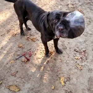 A Mastiff Kept Resting Her Face on the Ground Along an Empty Road — Then One Passerby Stopped