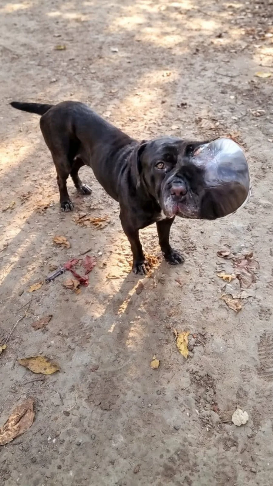 A Mastiff Kept Resting Her Face on the Ground Along an Empty Road — Then One Passerby Stopped