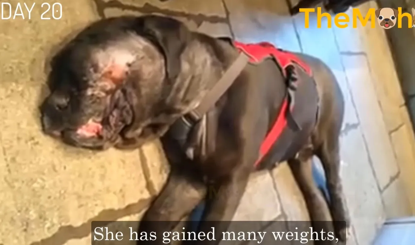 Bubbles the Mastiff recovering after surgery removed the massive growth from her face