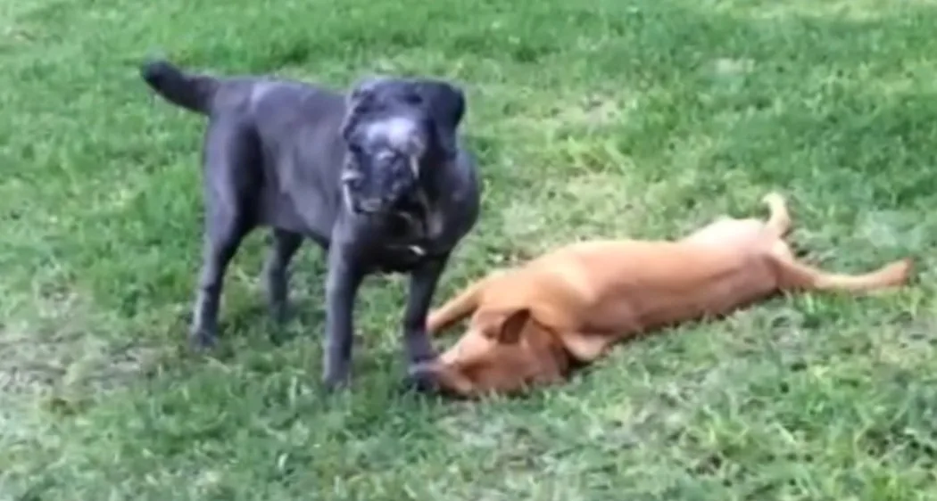 Bubbles the Mastiff, now with her adoptive family in North Carolina, resting comfortably at home