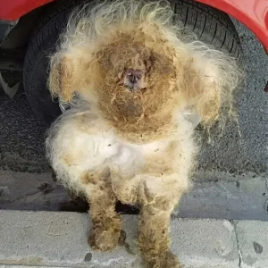 A Matted Bundle on an Athens Sidewalk Turned Out to Be a Dog, and One Small Tongue Proved He Was Alive