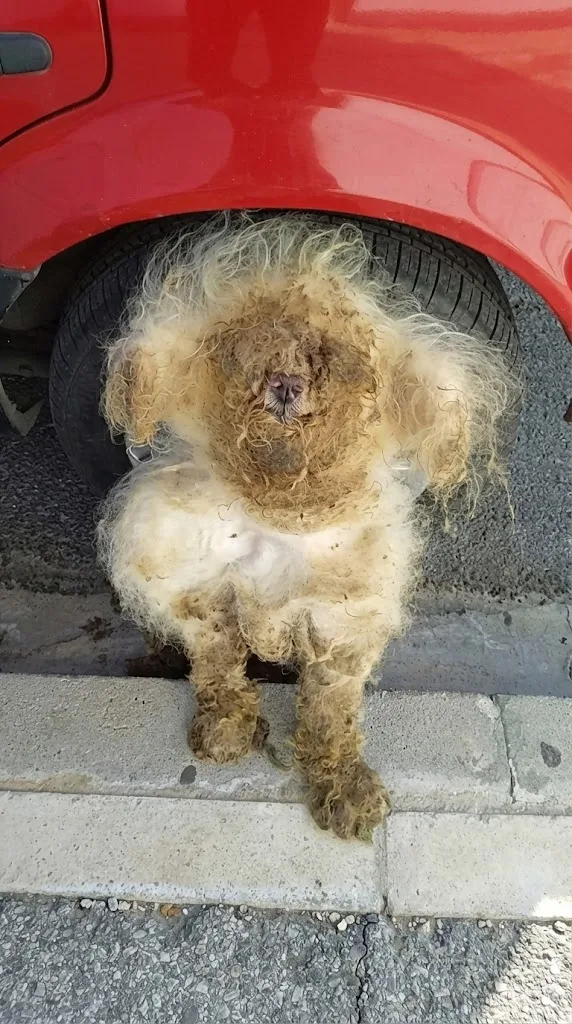 A Matted Bundle on an Athens Sidewalk Turned Out to Be a Dog, and One Small Tongue Proved He Was Alive