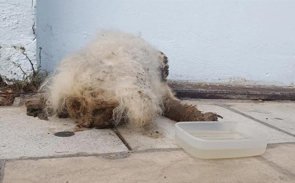 Julian, the rescued Poodle, learning to walk again after his heavy coat was cut away