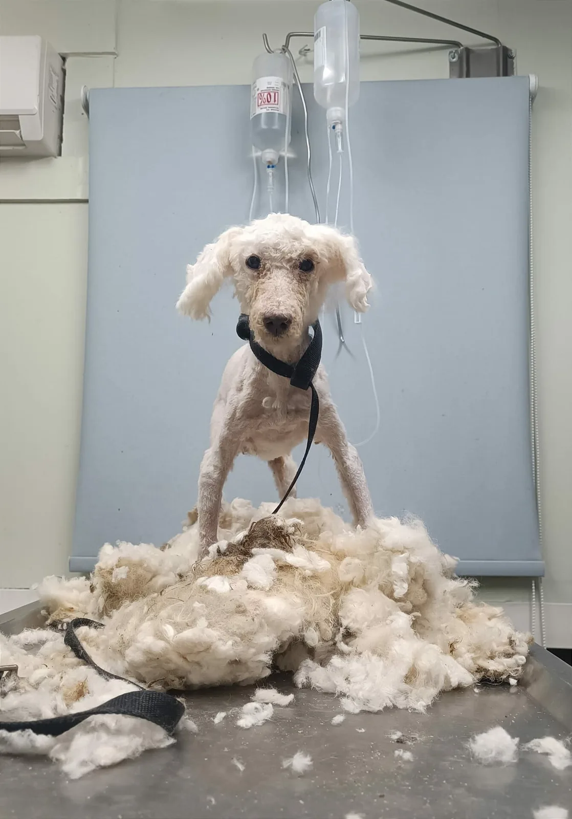 Julian, an older rescued Poodle with a soft, regrown white coat, resting in his own way