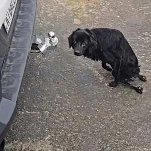 A Paralyzed Dog Dragged Himself Along a Lonely Road — Then Rescuers Searched Four Hours to Find Him